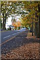 Autumn leaves on Rownhams Lane, North Baddesley