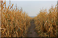 Maize Crop at Church Farm near Little Sessay