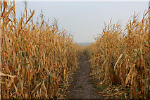 SE4674 : Maize Crop at Church Farm near Little Sessay by Chris Heaton