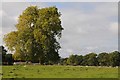 SO8844 : A London plane tree in Croome Park by Philip Halling