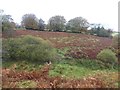 Bracken and scrub in field near Halse