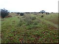 Marsh-loving plants on moorland at The Allotment