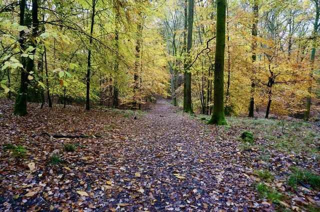 New Beechenhurst Inclosure, Forest of Dean - area information, map ...