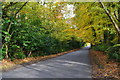 Ryedown Lane, green turning yellow