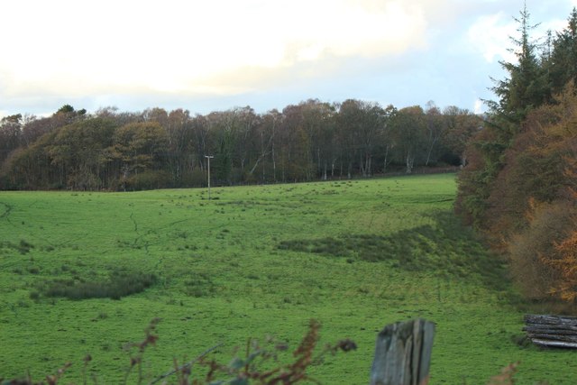 Grass field beside Calfclose Wood