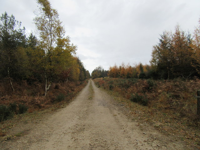 Track in Cropton Forest