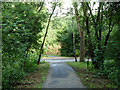 Path in Ashburton Wood