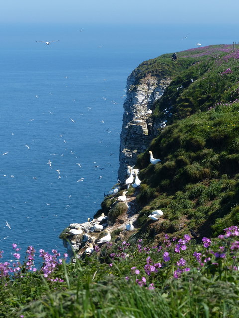 Nesting gannets at the Bempton Cliffs