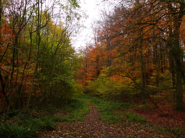 Autumn colours in Cockshott Wood, near Chepstow