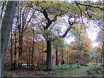 SP9712 : Autumn Colours on Forester's Walk, Ashridge by Chris Reynolds