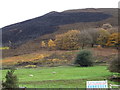 Hillside grazing near Castle Farm