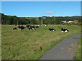NS3977 : Cows at Pillanflatt by Lairich Rig