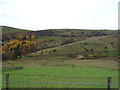 Grazing near Ridge Farm