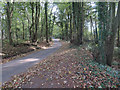 Minor road through Matlaske Wood