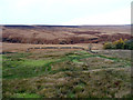 Rough grazing near Far Owlers