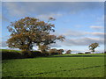 Tir pori ger Twnan Uchaf / Grazing land near Twnan Uchaf