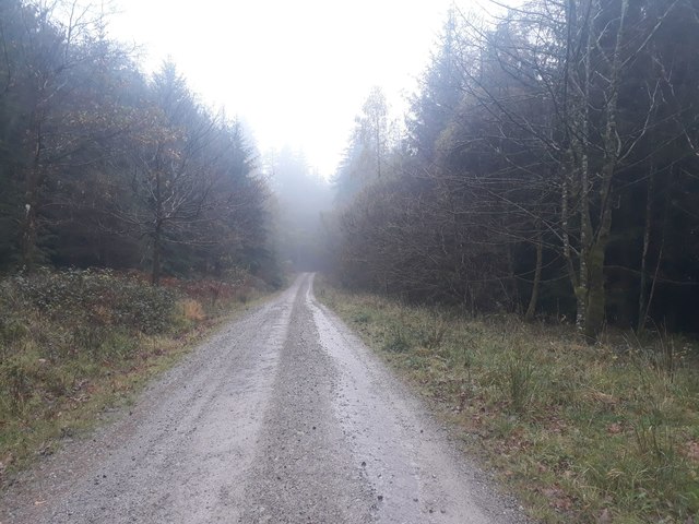 Track in Blengdale Forest