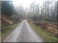 Log piles beside the track, Blengdale Forest