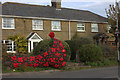 Poppy display in Monkton St