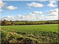 Crop fields between Brundall and Blofield