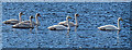 NJ2860 : Six Swans a-swimming by Anne Burgess