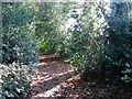 Public footpath to Church Road