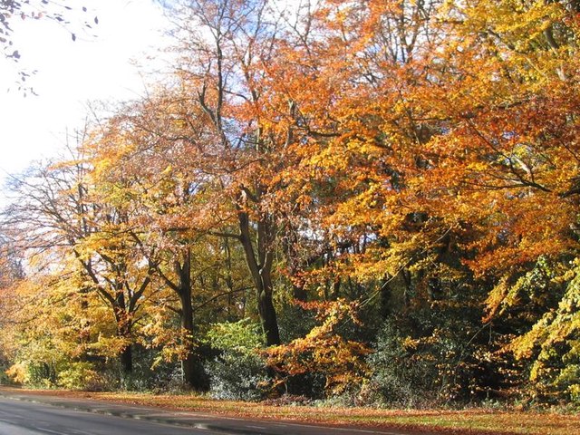 Beech trees, Kenilworth Road