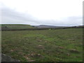 Grazing, Blackmoorfoot