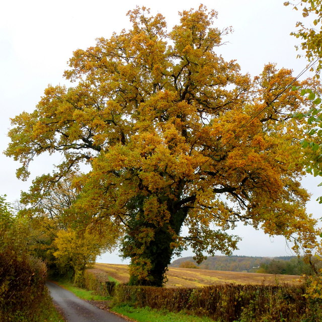 Oak by Lowe Lane