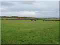 Cattle grazing off Black Lane