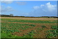 Field opposite Sunnyside Farm