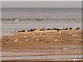 NJ0365 : Sandbar off the beach at Findhorn by valenta