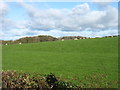 Farmland near Kirkmichael