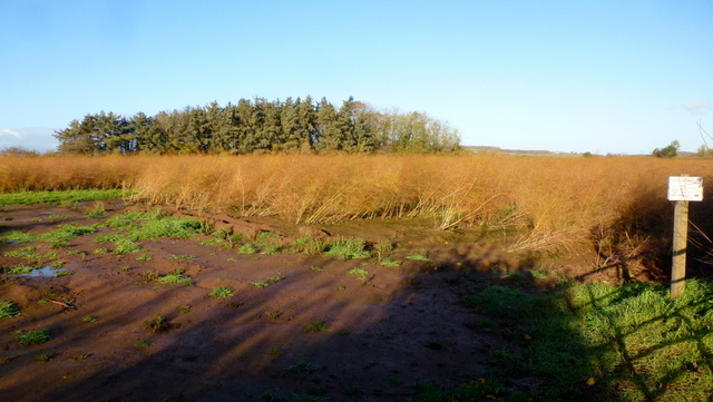 Asparagus crop in November, 1