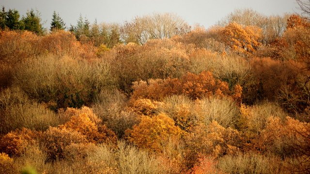 November foliage, Penyard Hill