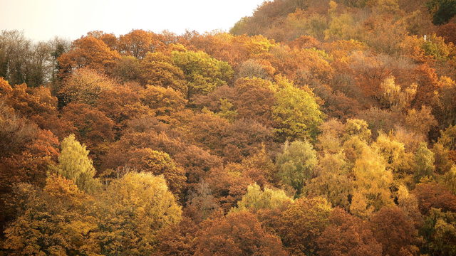 November foliage, Chase Hill