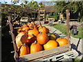 TQ5263 : Pumpkins at Castle Farm by Marathon