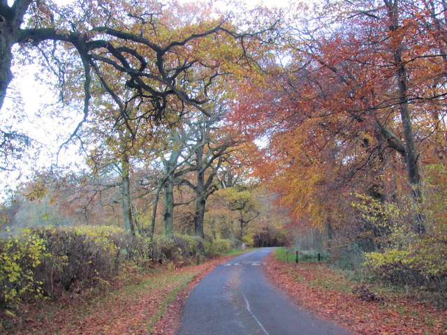 Autumn leaves on the exit road through Wendover Woods
