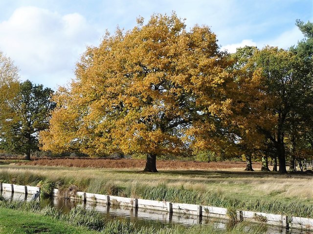 Autumn tree, Bushy Park