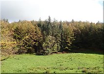 H9917 : Forest land between Glendesha Road and the summit of Slievebrack by Eric Jones