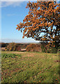 Farmland near Shepton Beauchamp