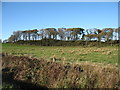 Line of trees at Barvernochan