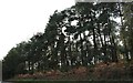 Woods by Petersfield Road, Greatham