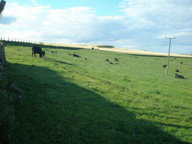 Cattle grazing at Mains of Usan