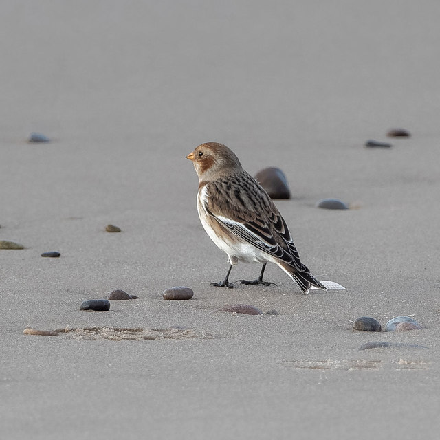 Snow Bunting on the beach at Findhorn