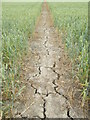 Wheat  field  footpath  in  drought  conditions