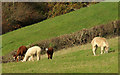 Alpacas, Ledstone