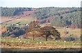 Sheep pasture above Gollinglith