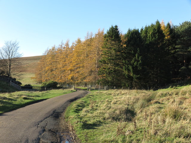 Plantation alongside road to Elsdonburn