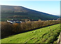 Grazing off Holmfirth Road (A635)